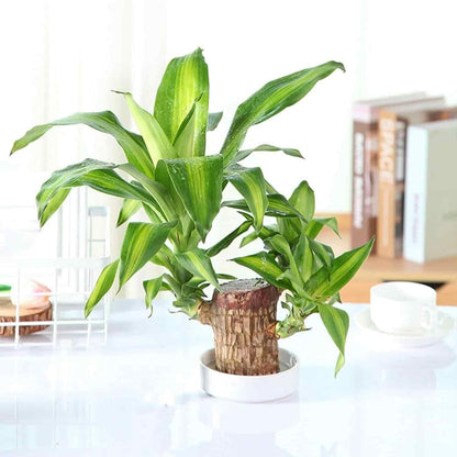 Brazilian Lucky Wood, Mini Home Plant Decorations (Buy 1 Get-One Free)