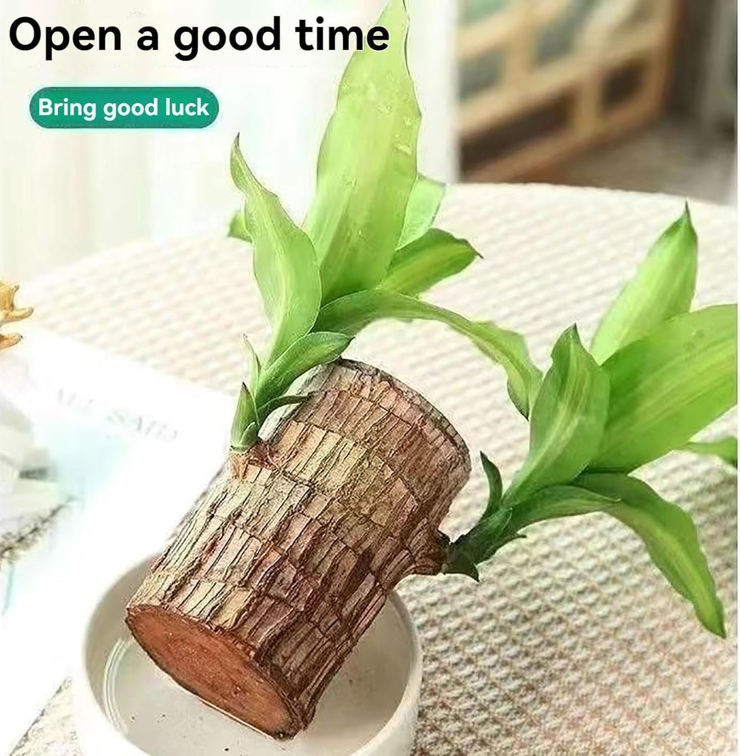 Brazilian Lucky Wood, Mini Home Plant Decorations (Buy 1 Get-One Free)