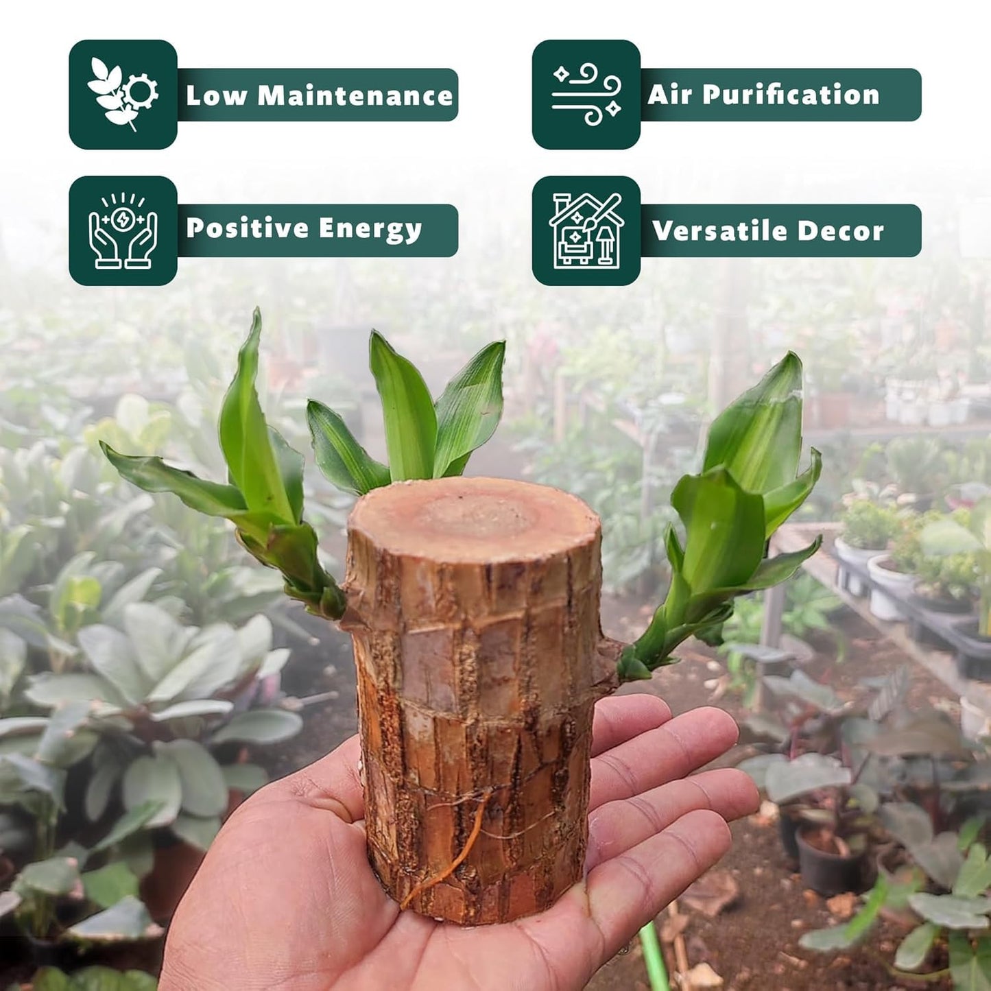 Brazilian Lucky Wood, Mini Home Plant Decorations (Buy 1 Get-One Free)