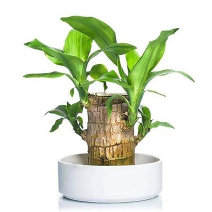 Brazilian Lucky Wood, Mini Home Plant Decorations (Buy 1 Get-One Free)